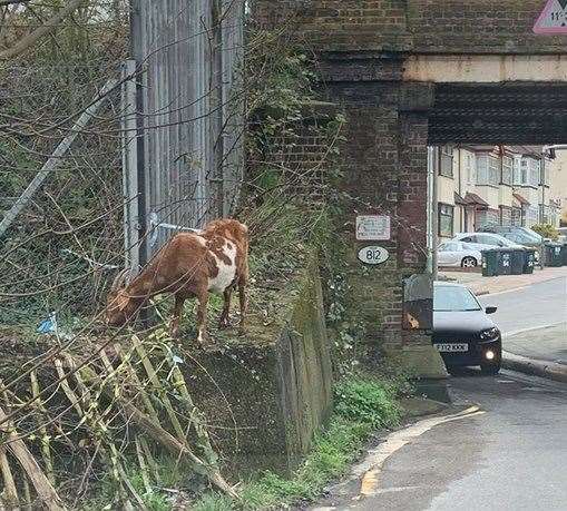 A lost goat in Maiden Lane, Crayford. Pic Laura Sullivan.