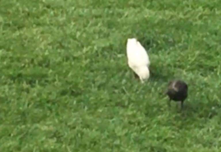 Rare albino starlings spotted in garden in Minster, Sheppey