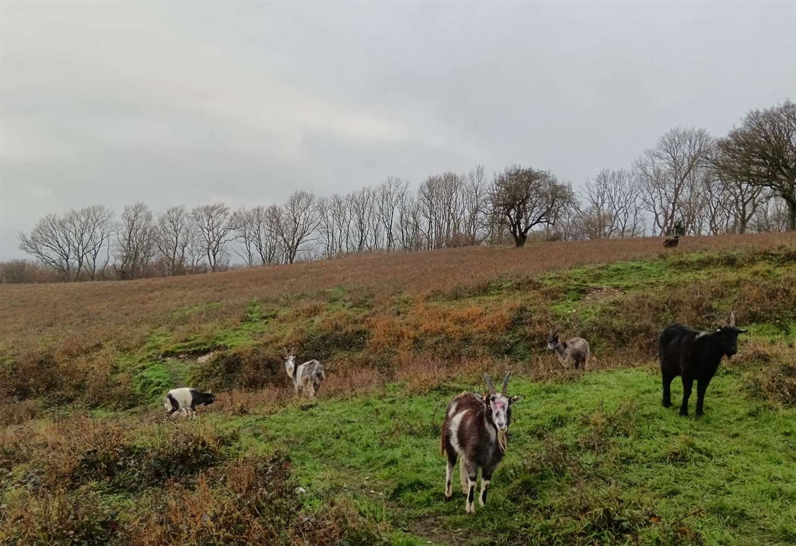 The herd of Old English goats at Wouldham Common. Picture: Kent Wildlife Trust