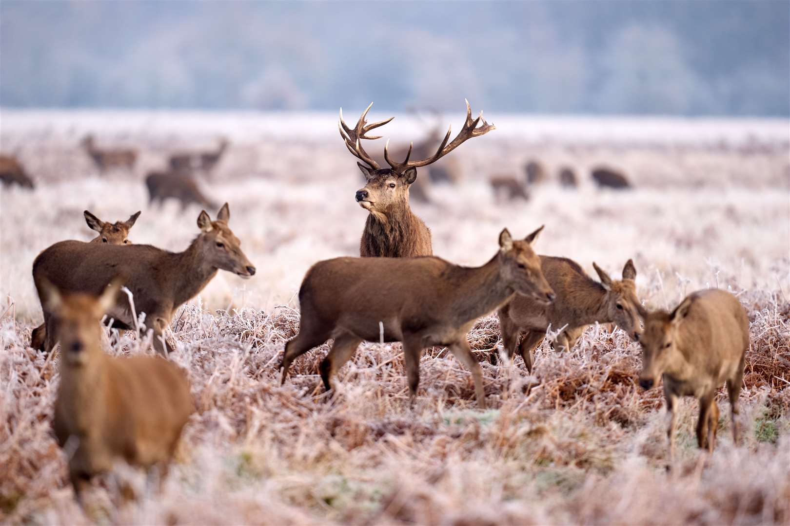 Deer on a frosty morning in the capital’s Bushy Park (John Walton/PA)