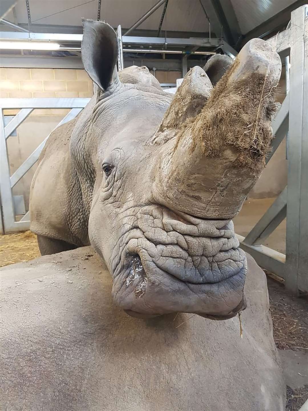 Sula, a female rhino who who has died aged 36 (Marwell Wildlife/PA)