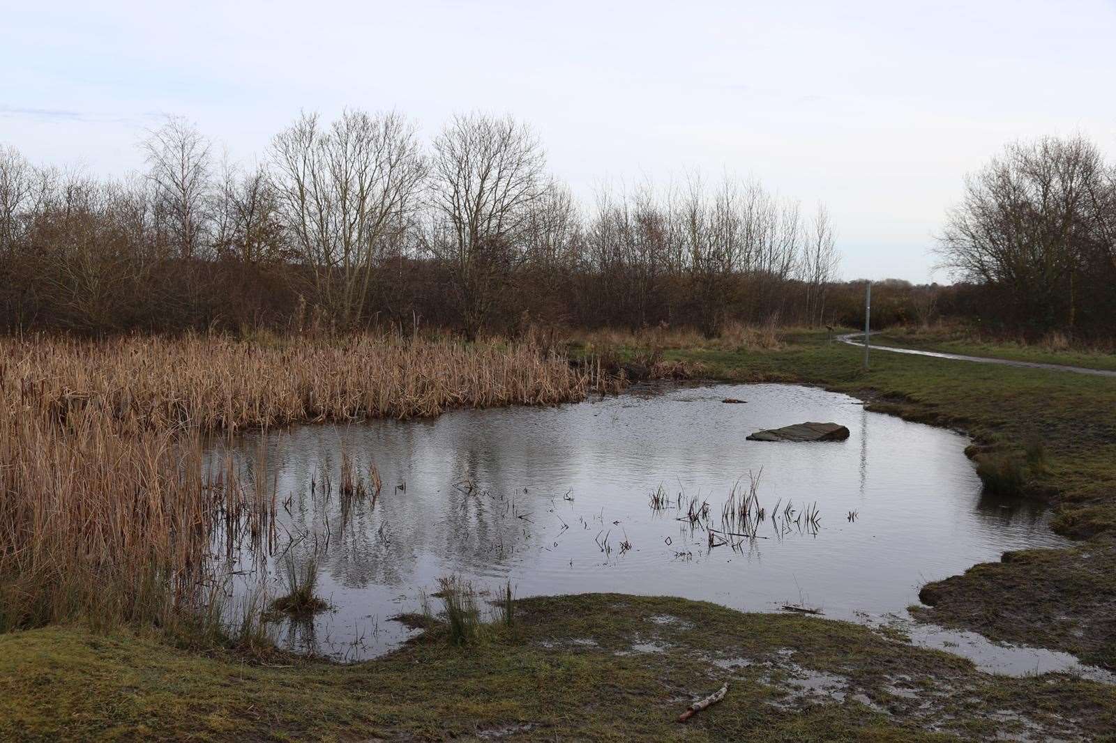 A healing nature site at Colliery Wood, South Tyneside (A Bell)