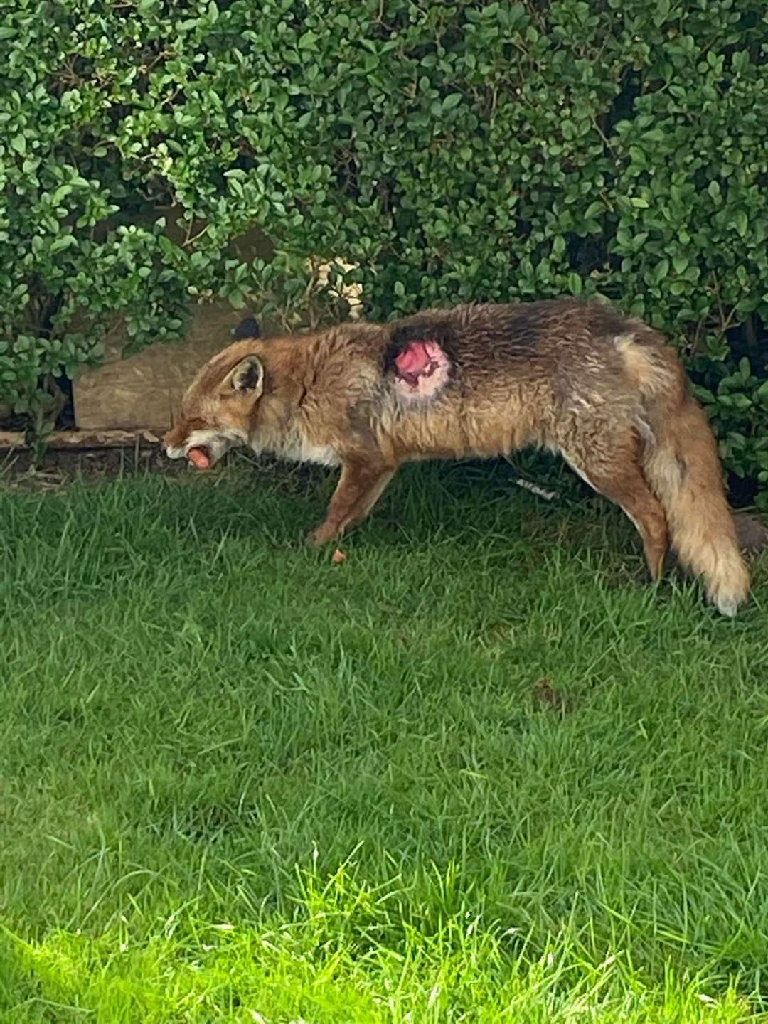 A family in Glasgow had an unexpected visitor when an injured fox took refuge in their family home (Liz Wink/PA)