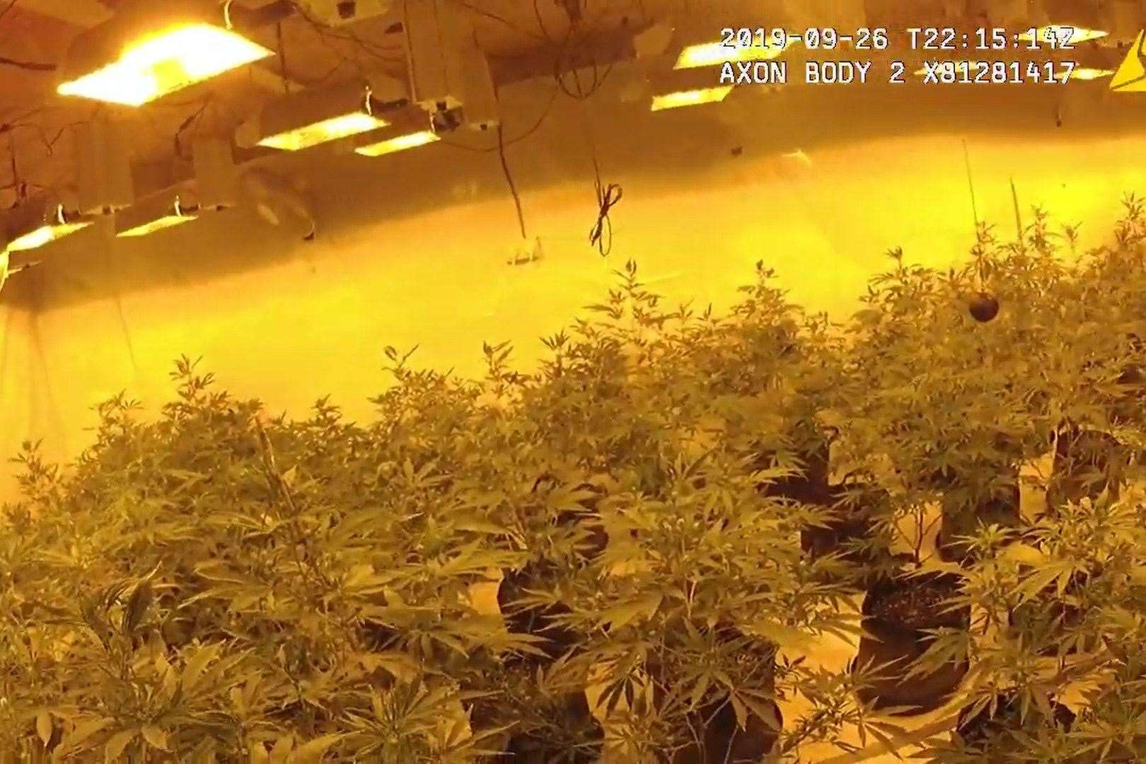 Dramatic Video Shows Moment Police Raid Cannabis Farm