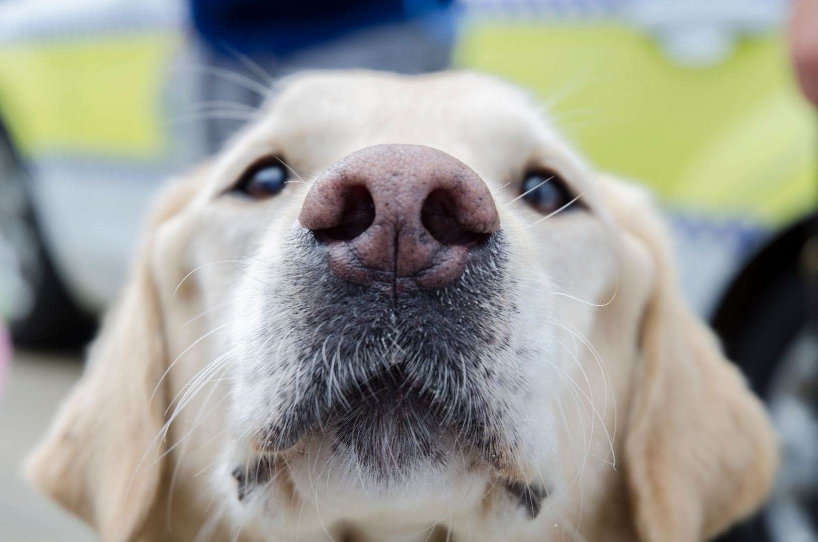 The increase in the price of dogs and cats could be partly to blame for the rapid rise in thefts, says the government