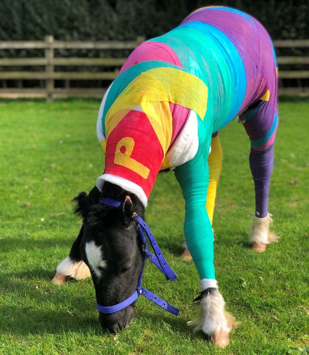 Phoenix, pictured here in his rainbow wrap, was burnt in a suspected arson attack in Ash