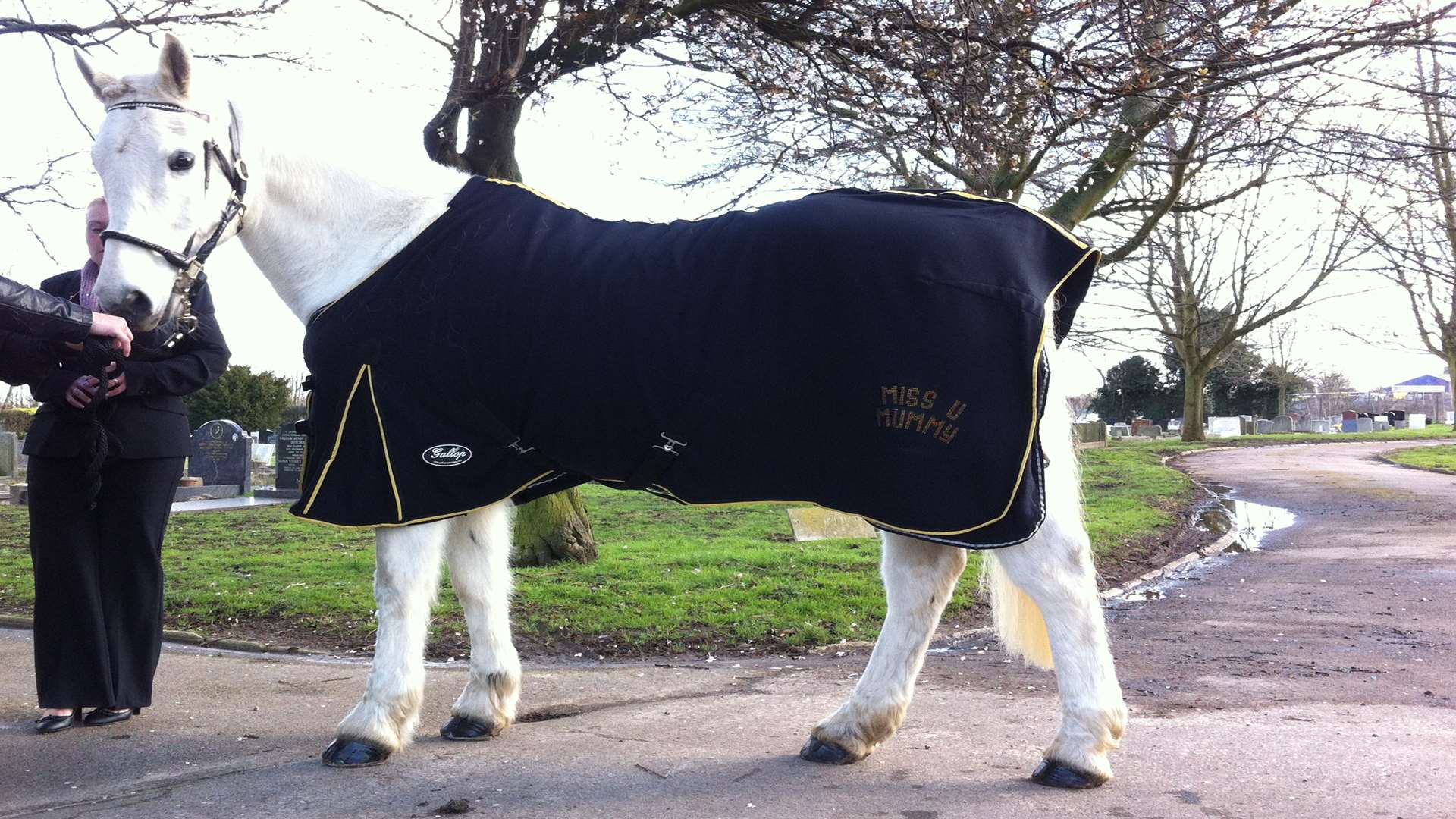 Kerry the horse joined mourners at Janette Whybrow's funeral