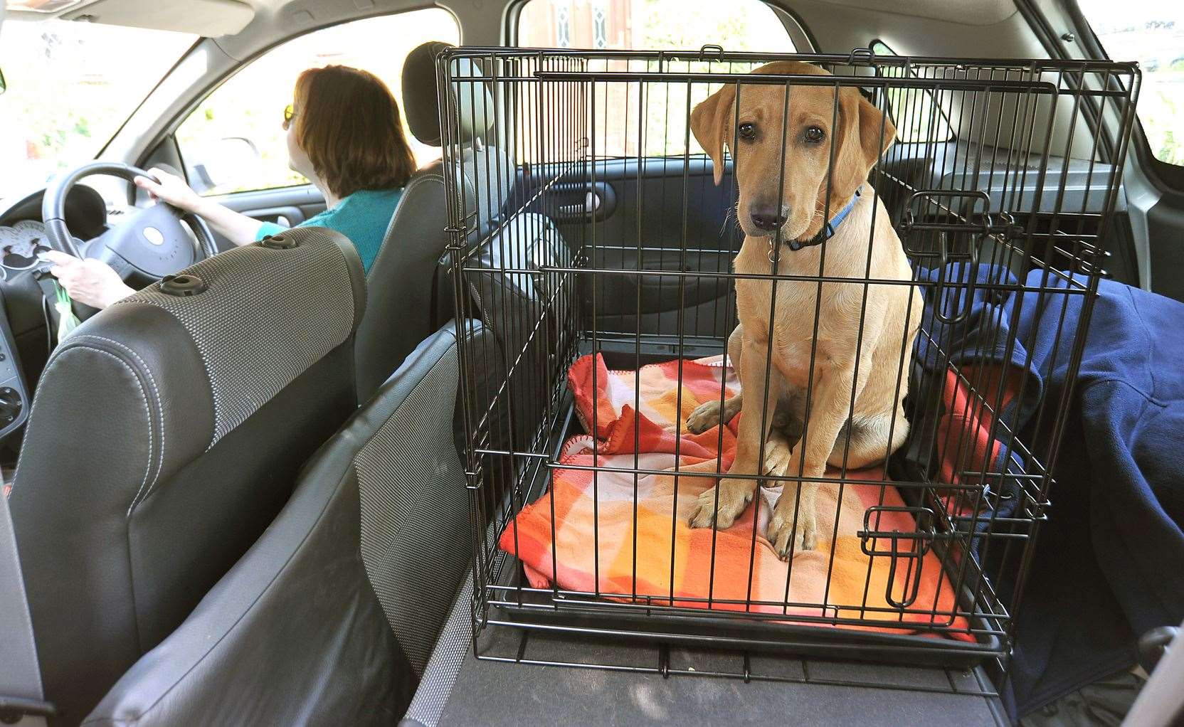 When putting your dog in the car make sure they are secured properly and safely