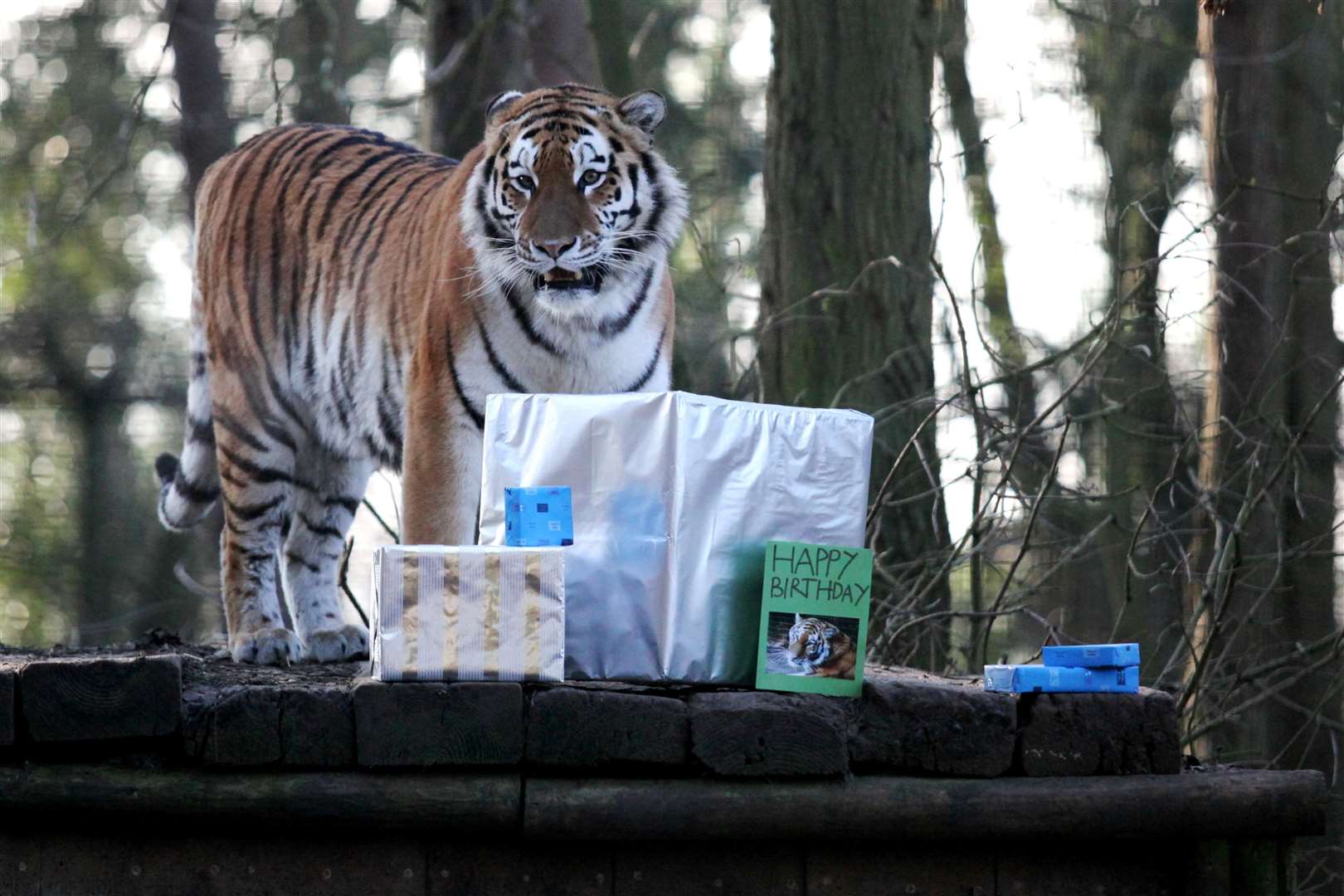 Ingrid surveys her daughter's birthday presents in 2009 before getting stuck in to opening them