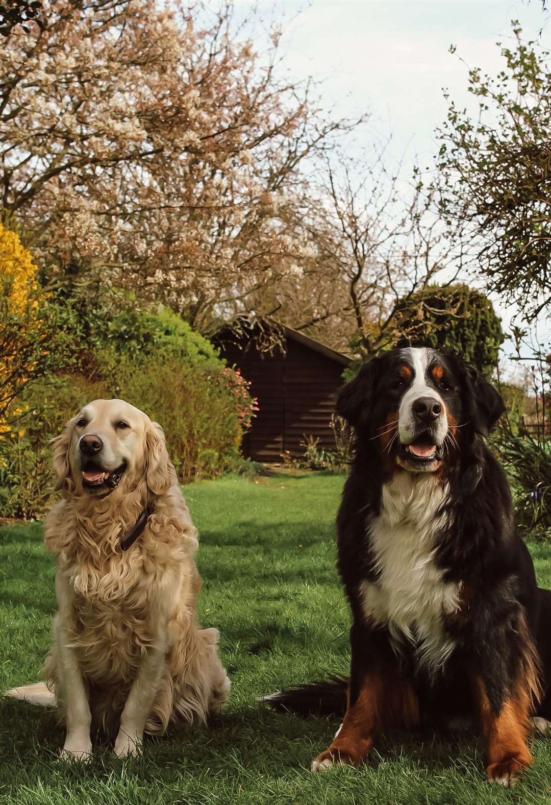 Ollie and Benson the Bernese