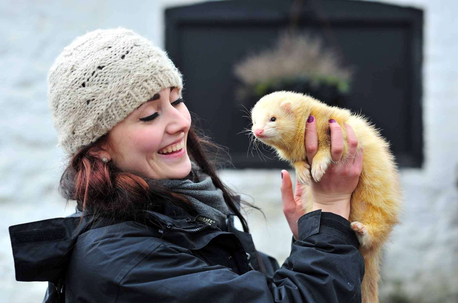 See the ferrets race at Kent Life