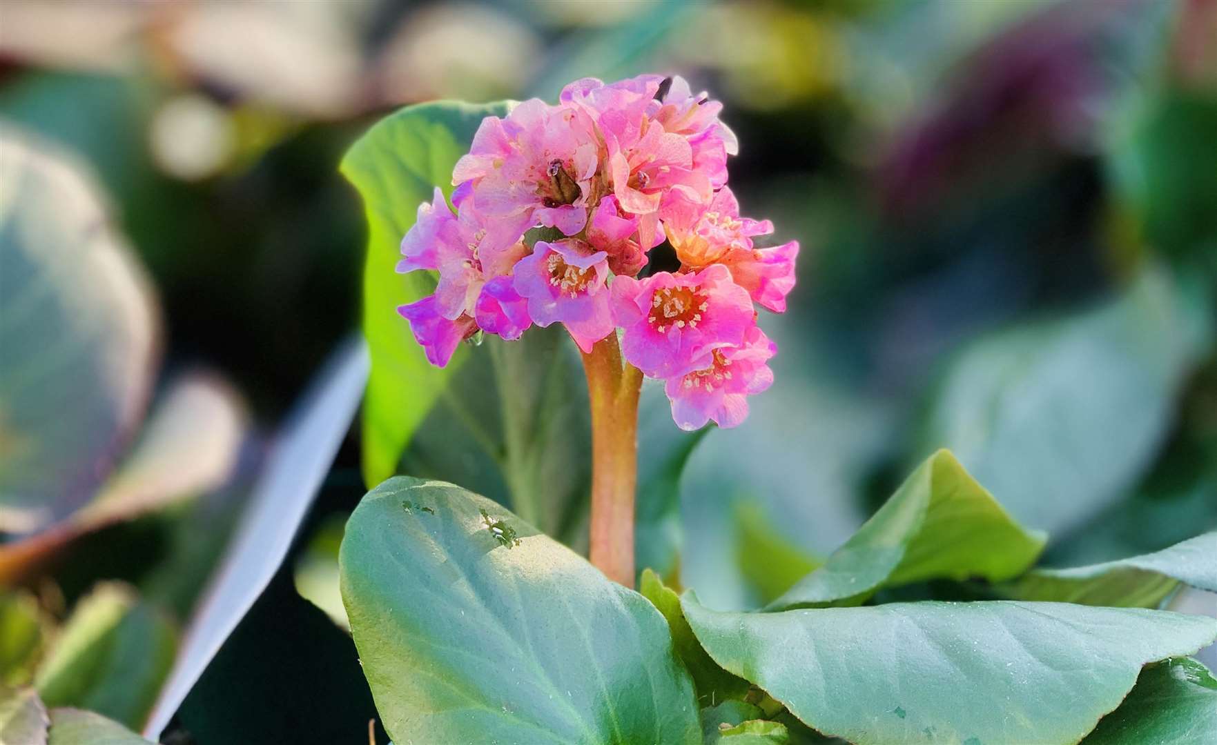 Visitors at Coblands Garden Centre can browse the wide range of quality stock, direct from the grower.