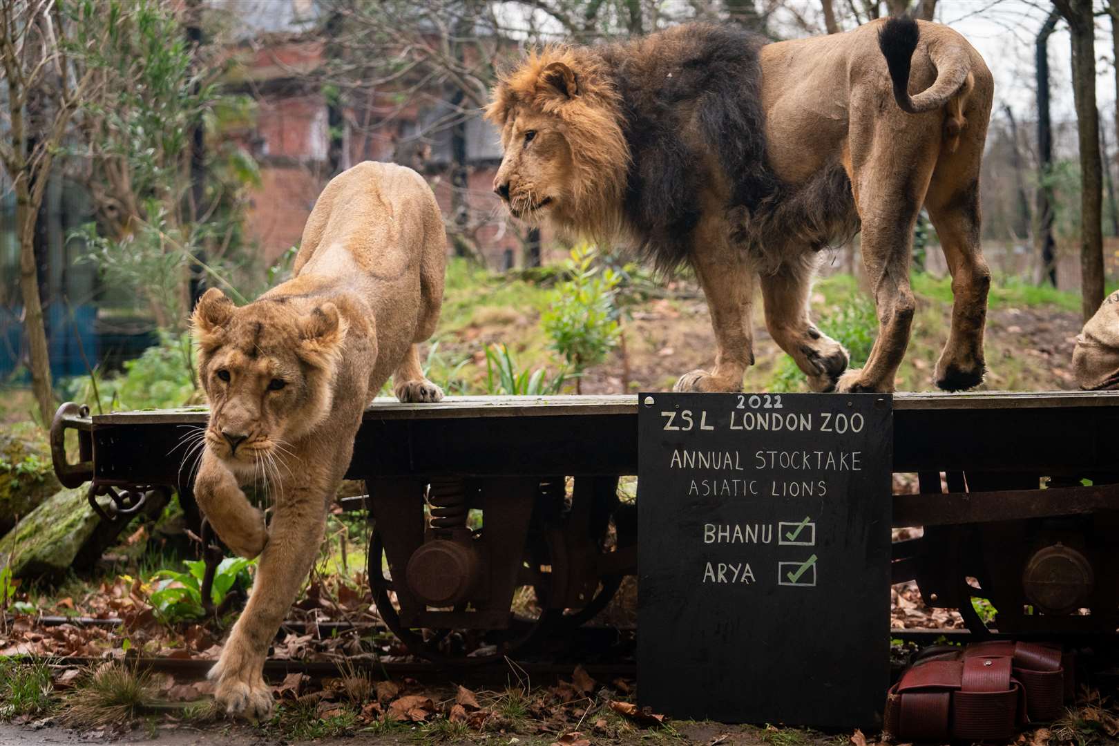 The annual stocktake caught the attention of the Asiatic lions (Aaron Chown/PA)