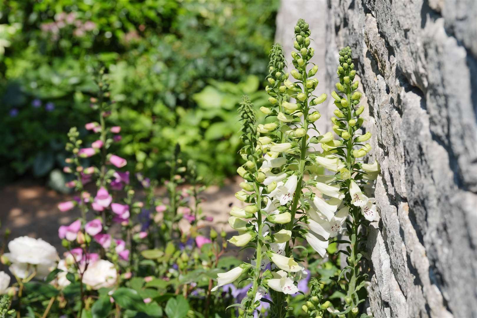 Foxgloves in the Bridgerton Garden at the Chelsea Flower Show (Jonathan Brady/PA)