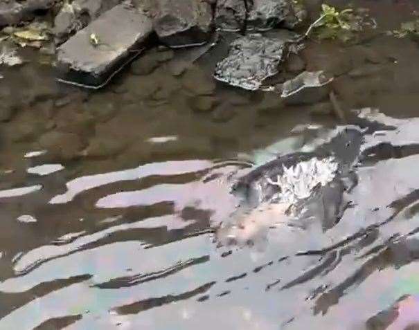 A dead bird has been found in the River Stour in Chartham after the oil spill