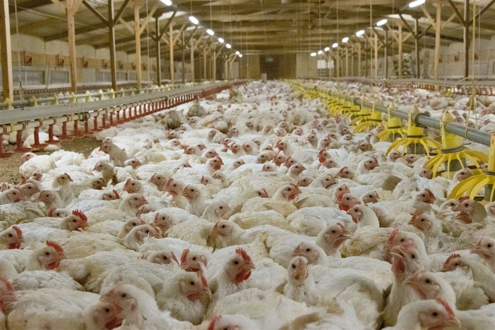 Chickens in cramped conditions. Picture: Open Cages