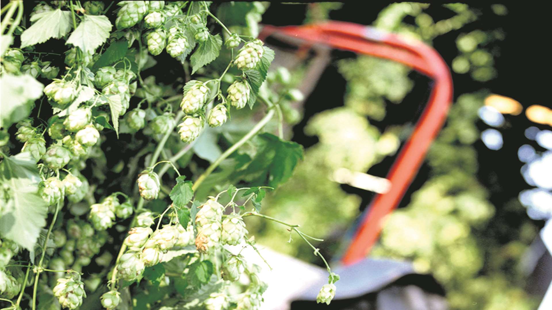 Hops being harvested