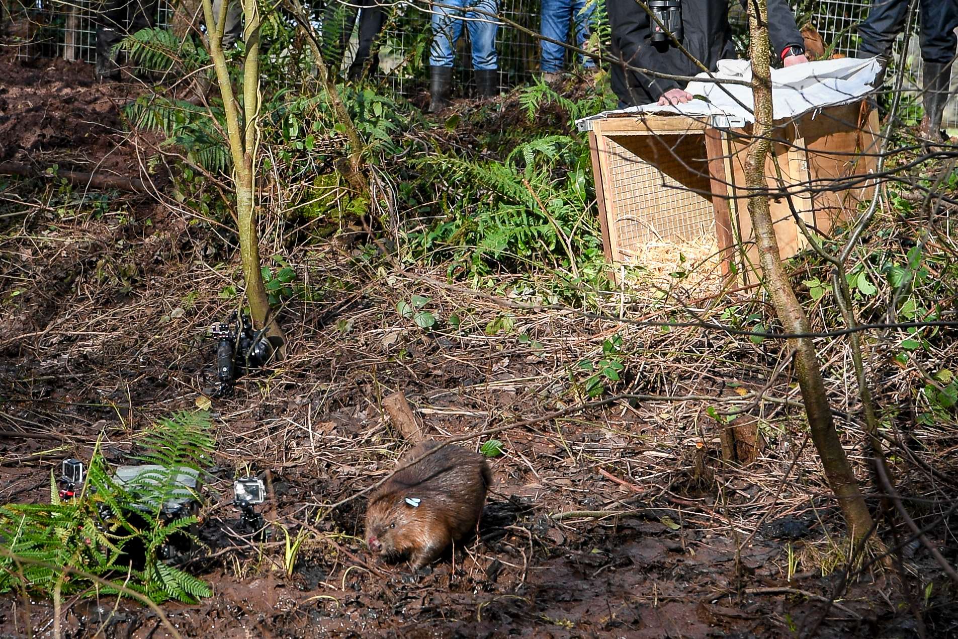 The beavers were released into enclosures earlier this year (Ben Birchall/PA)