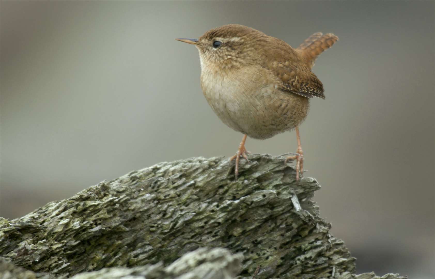 A wren perches on a tree stump Picture: RSPB