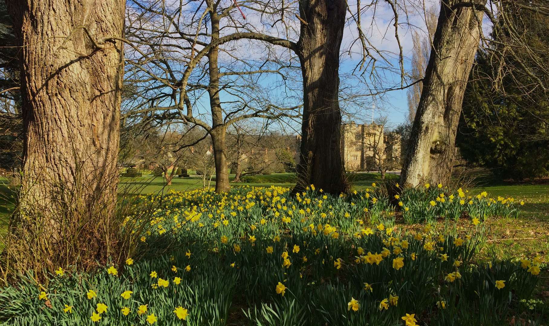 Dazzling Daffodils comes to Hever Castle for a second year