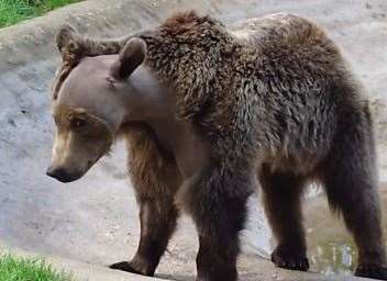 Canterbury's Boki following his brain surgery. Picture: The Wildwood Trust