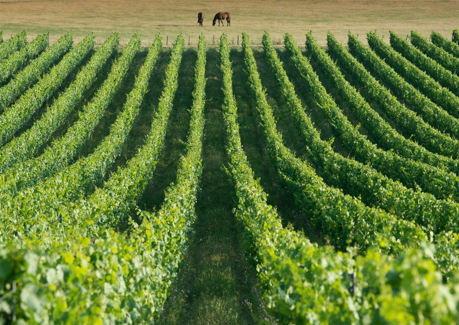 Chapel Down’s headquarters is at its Tenterden vineyard