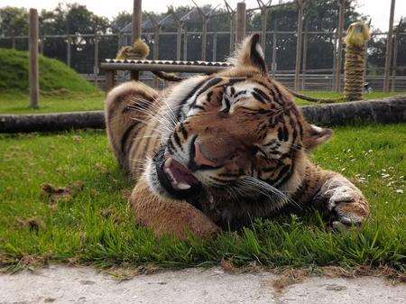 A tiger at Wingham Wildlife Park