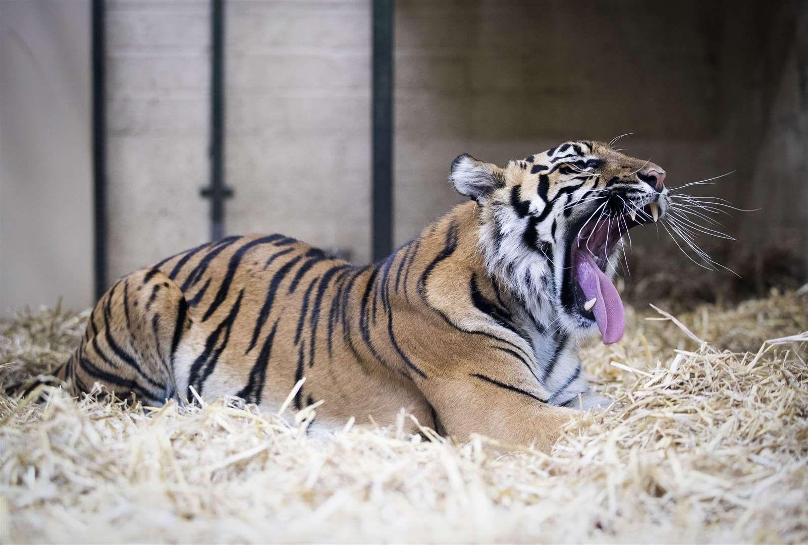 But Dharma the Sumatran tiger can’t see what all the fuss is about (Jane Barlow/PA)