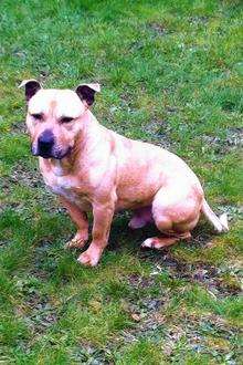 Brucie who was thrown from a car in Sittingbourne
