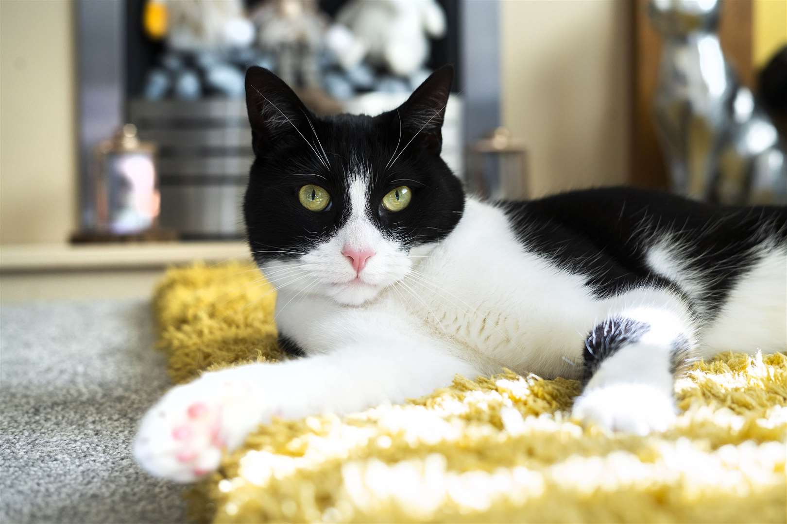 Zebby alerts owner Genevieve Moss to sounds around the house (Lucy Ray/PA)