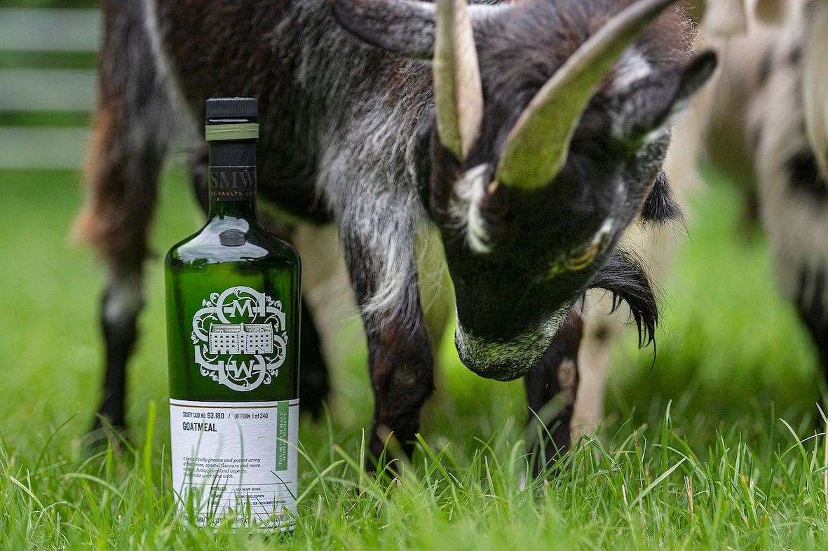 Mabel sniffs out a bottle of Goatmeal whisky (The Scotch Malt Whisky Society/Peter Sandground/PA)