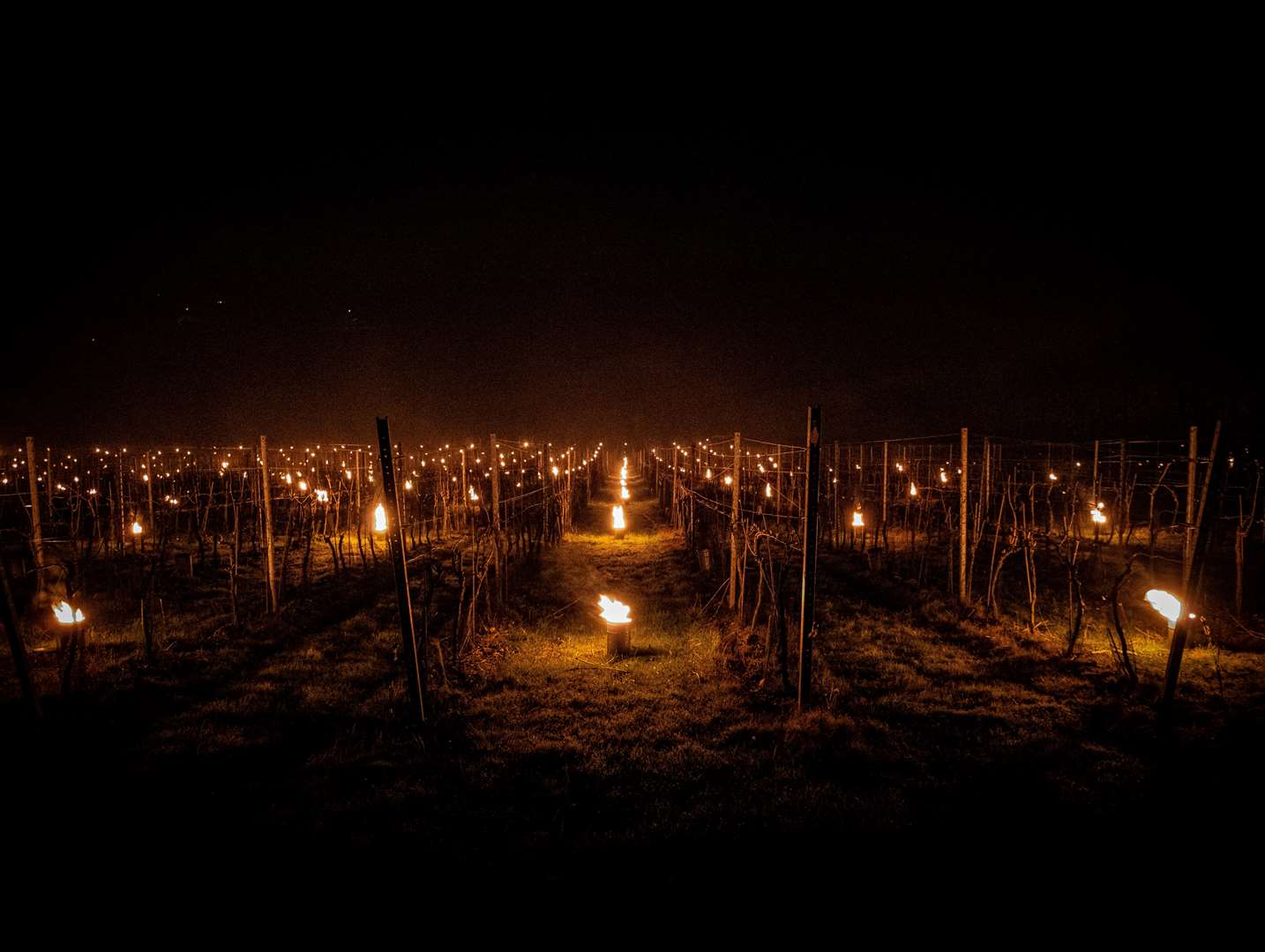 The vineyard grows Chardonnay, Pinot Meunier, and Pinot Noir at the site in Barham. Picture: Helen Power / Simpsons Wine Estate