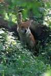 A dhole - seven were shot after escaping from Howletts