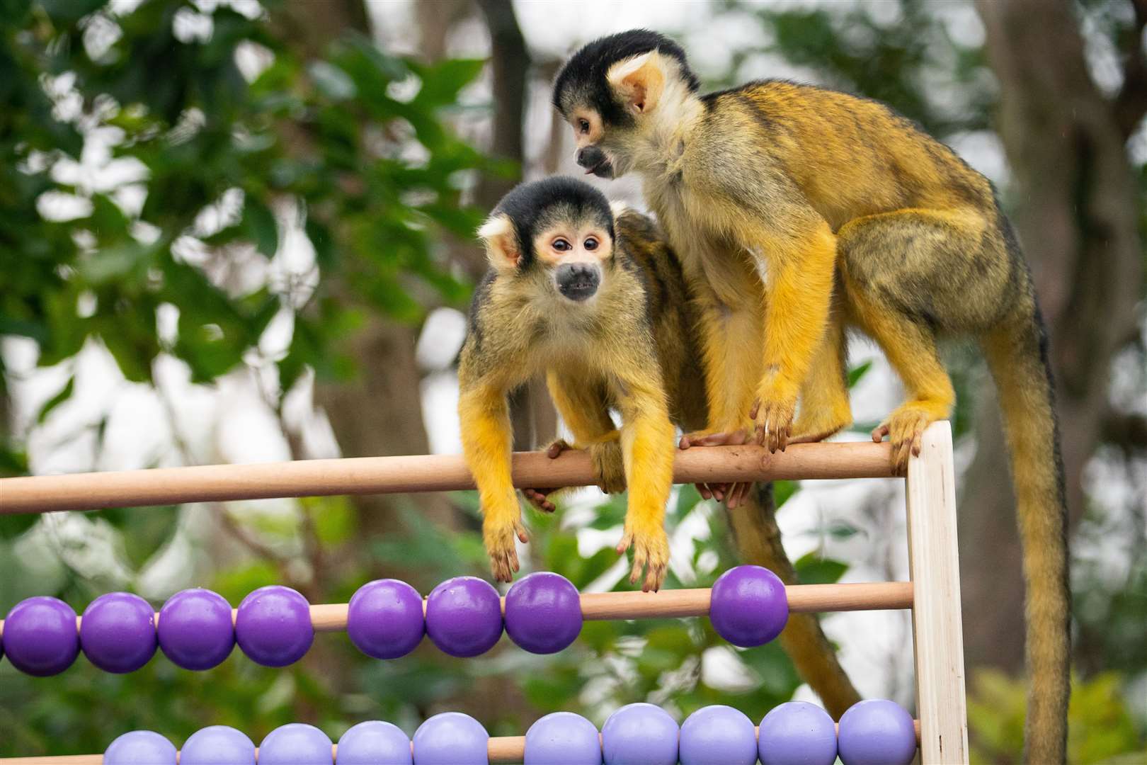 The monkeys show their maths skills (Aaron Chown/PA)