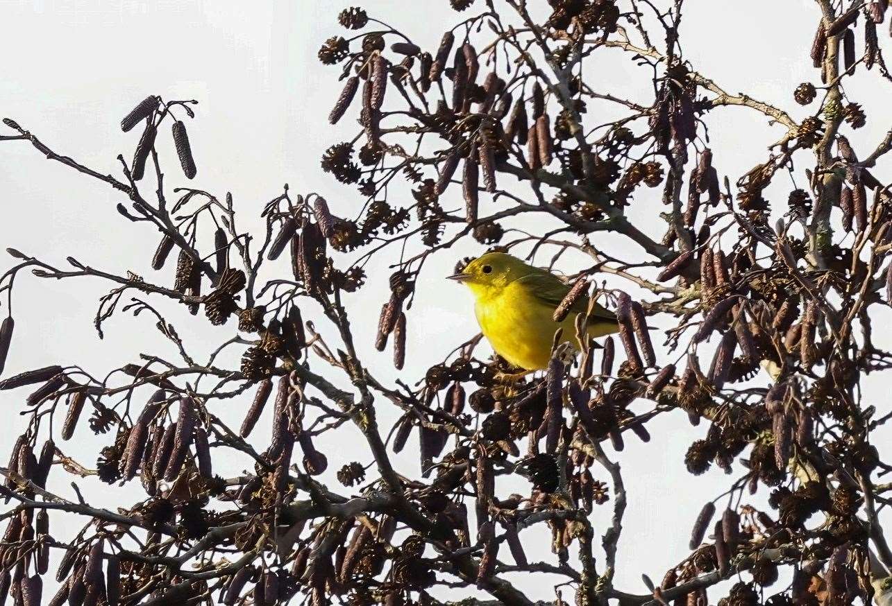 The yellow warbler is rare in both the UK and western Europe. Picture: Neil Colgate