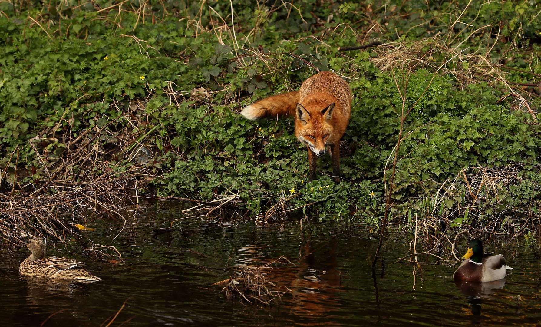 The diets of ancient foxes were influenced by humans, a study says (Brian Lawless/PA)