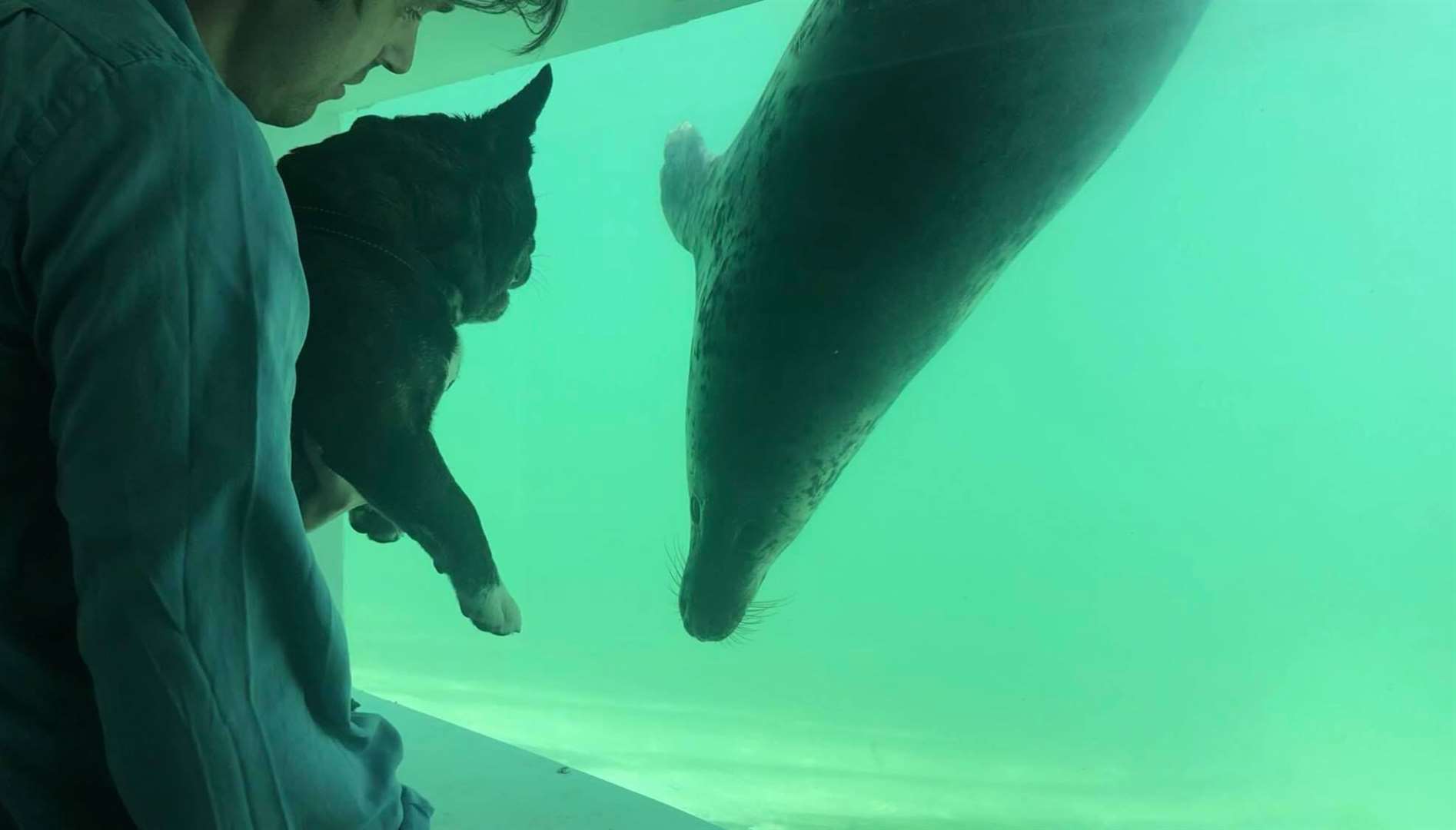 Hugo was among the canine visitors (The Cornish Seal Sanctuary)