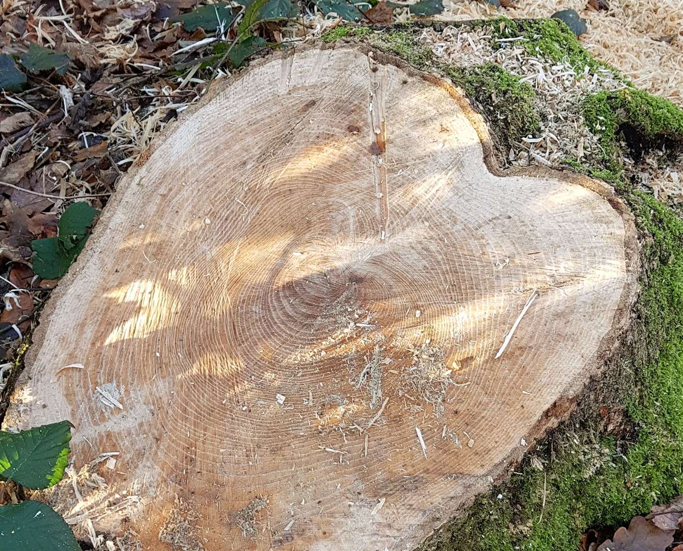 Ancient trees have been felled in woodlands along Stalisfield Road, Charing. Picture: Meg Lawrence