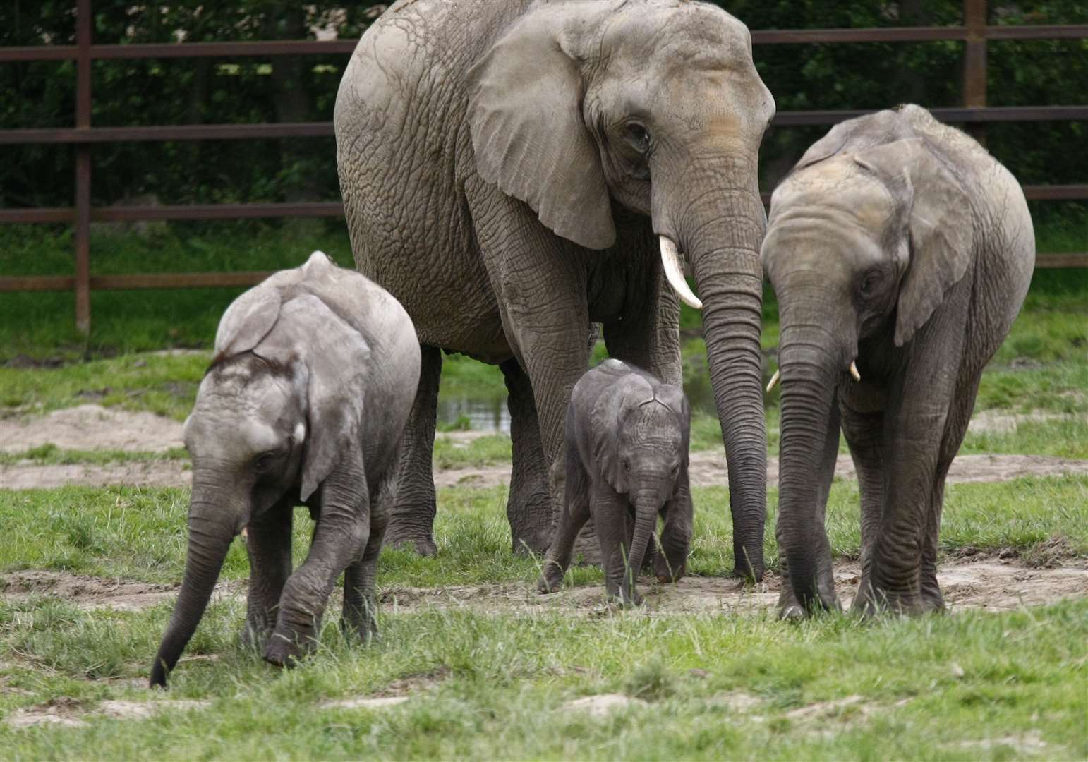 All of the elephants at the Canterbury park will be moving to Kenya. Picture: Matt Bristow