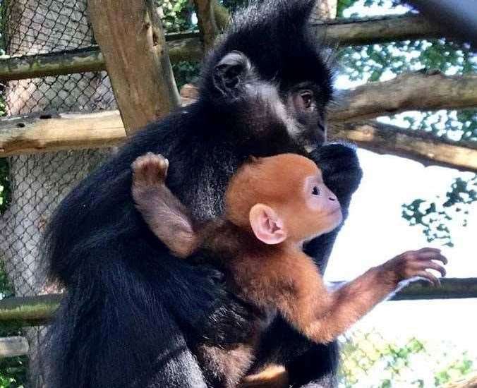 Mum Ena with the new baby langur. Photo: Howletts Wild Animal Park