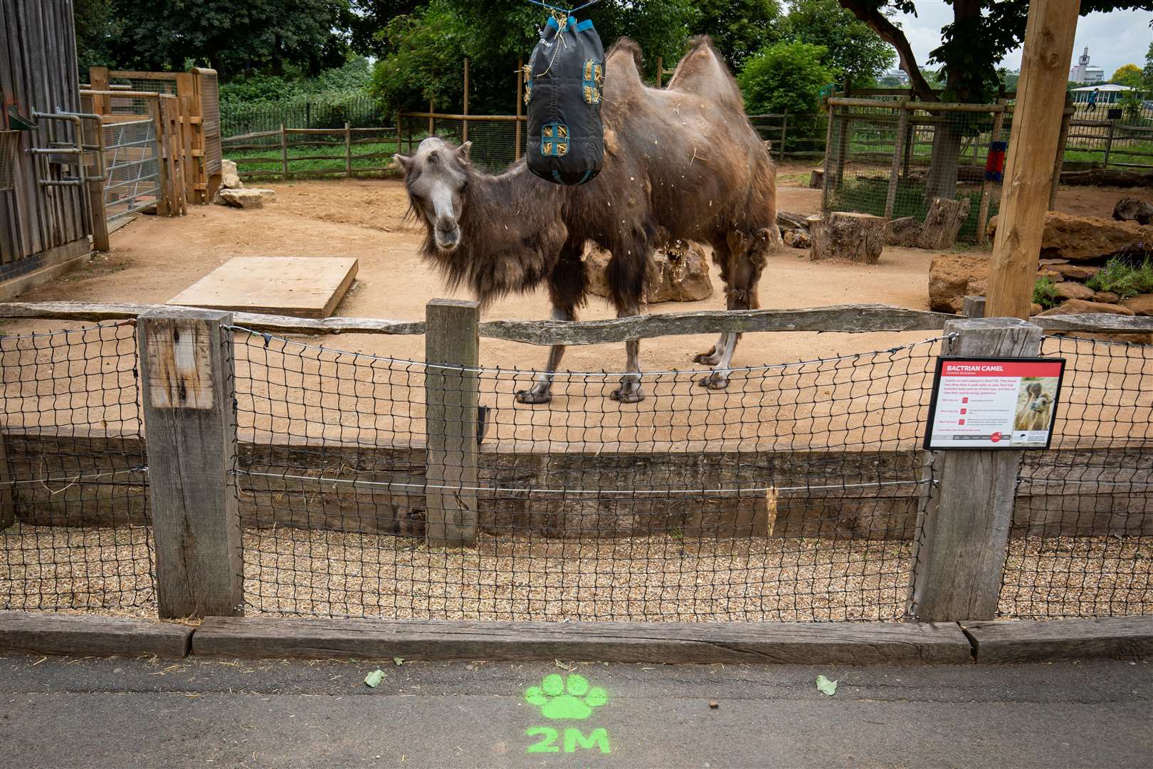 Social distancing markers around the camel enclosure at ZSL London Zoo as the site prepares to reopen (Aaron Chown/PA)