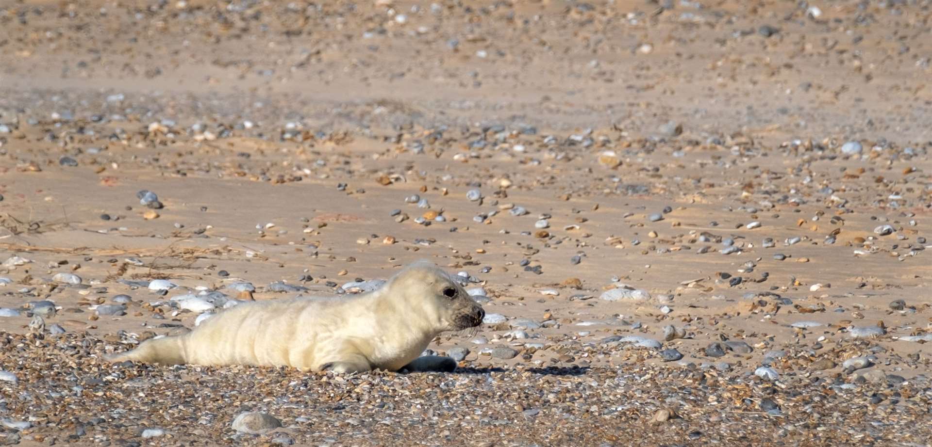 Rangers are expecting around 4,500 grey seal pups to be born at Blakeney Point this season. (Hanne Siebers/ National Trust/ PA)