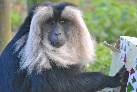 A macaque at Howletts wild animal park unwraps his pressie