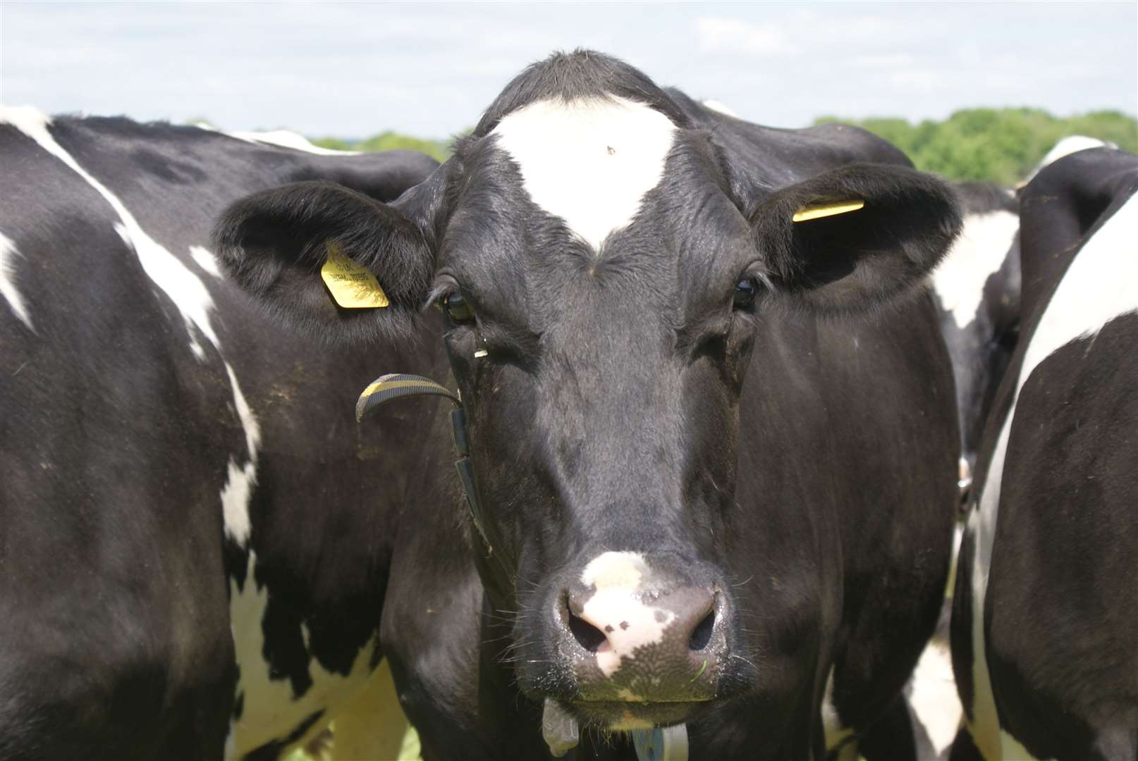 The Hall Place Farm dairy cows won't get maize this year