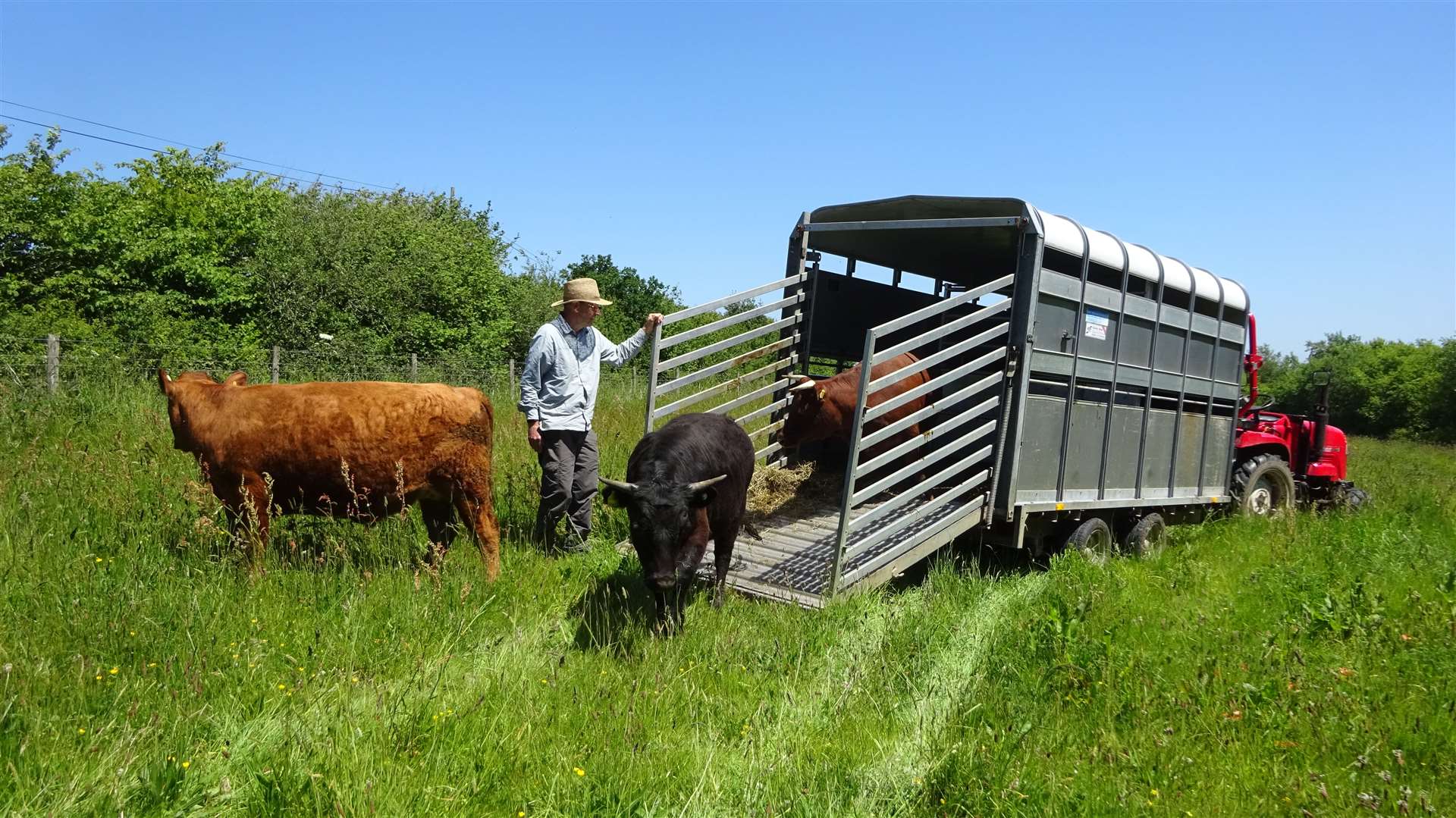 Six Dexter cows being put into the area of young trees at Avon Valley Woods (Cows in Clover/PA)