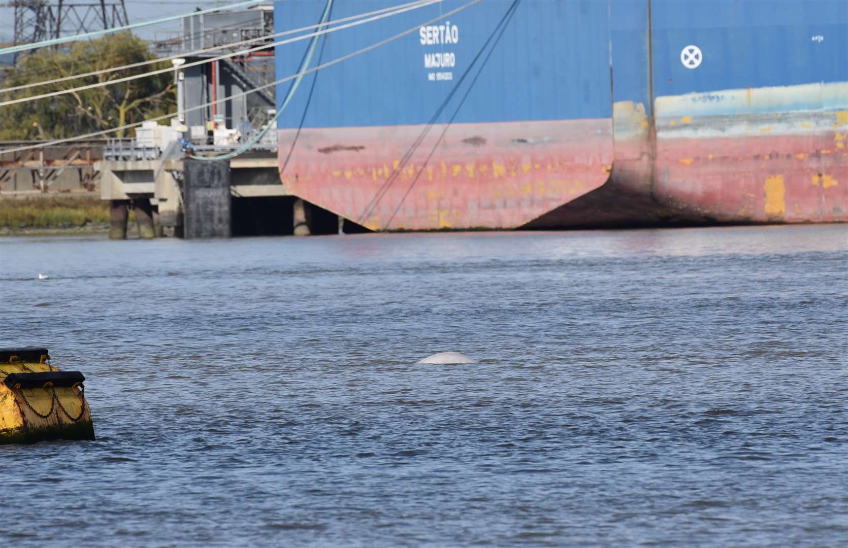 Benny popped his head out of the Rvier Thames for onlookers pver the weekend, Picture: Fraser Gray