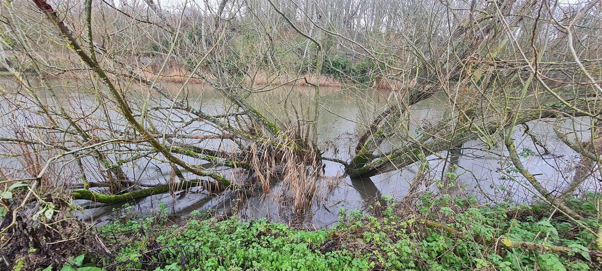 A fallen tree in the Great Stour this week