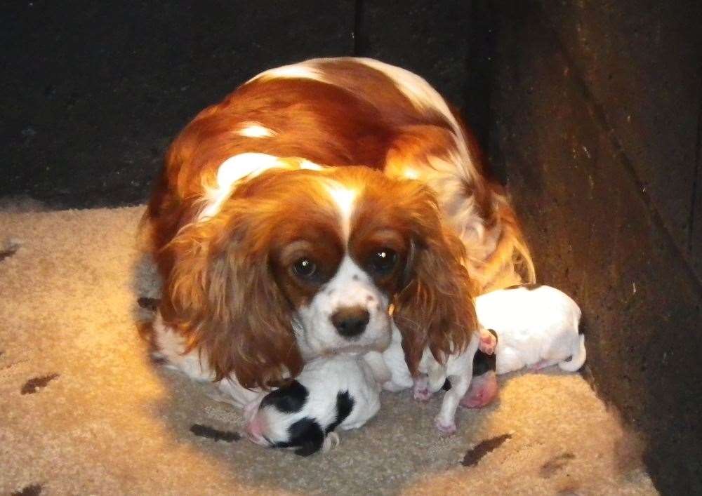 A stock photo of a dog in a puppy farm