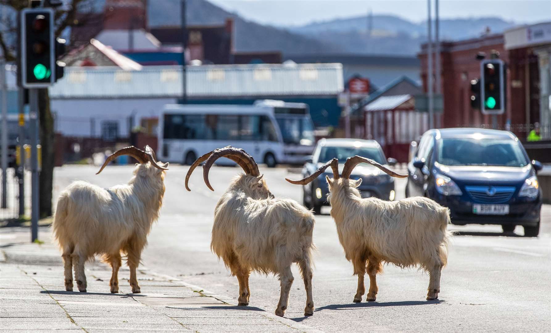 Goats in Lalndudno (Peter Byrne/PA)