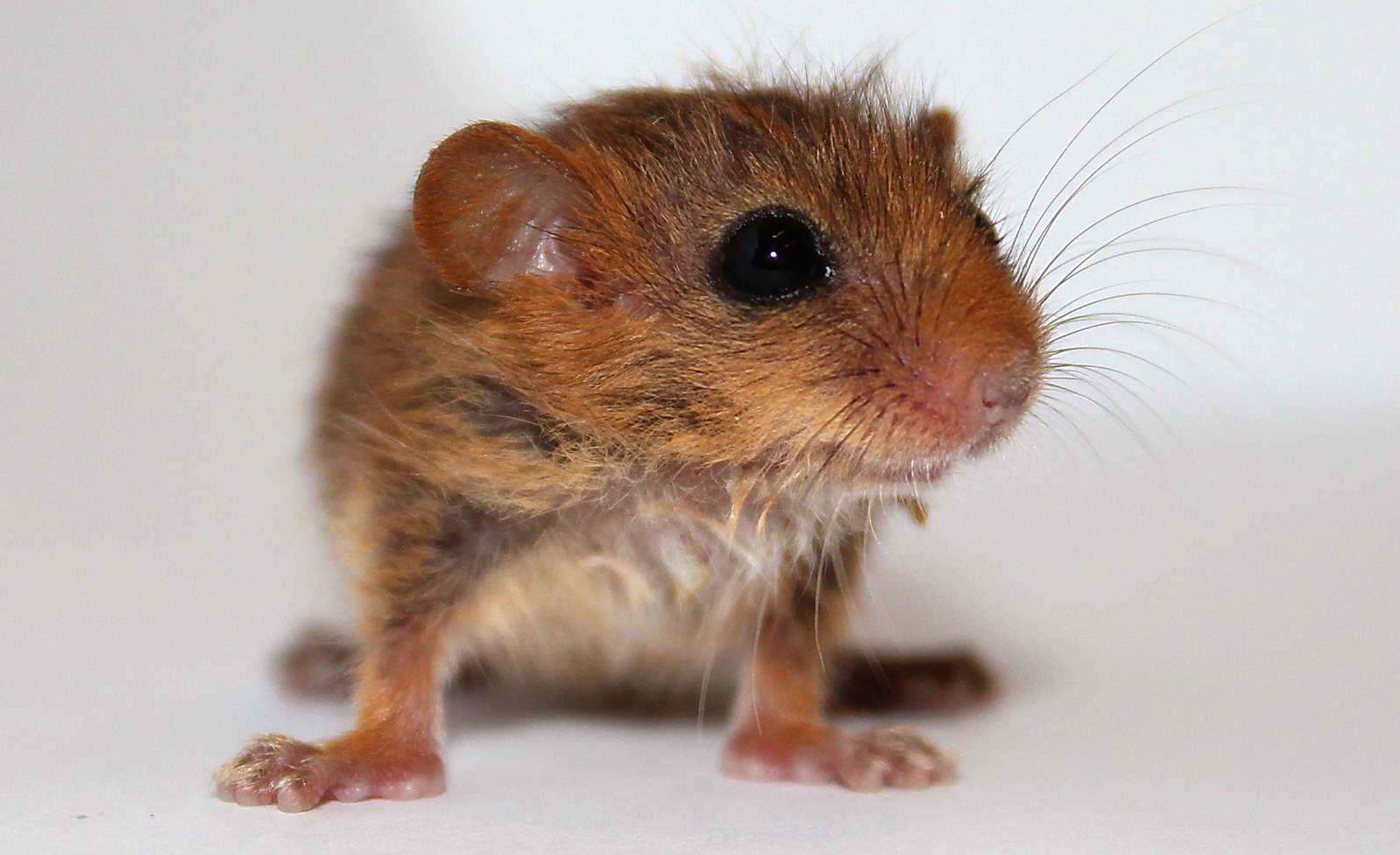 A hazel dormouse. Stock pic